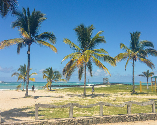 Palm Trees in the Galapagos