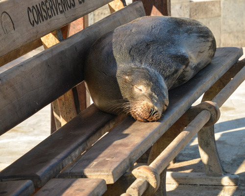 Sleepy Sea Lion