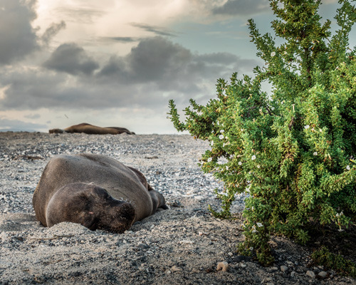 Sea Lion in the Galapagos