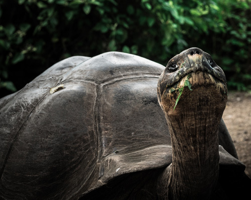 Galapagos Giant Tortoise