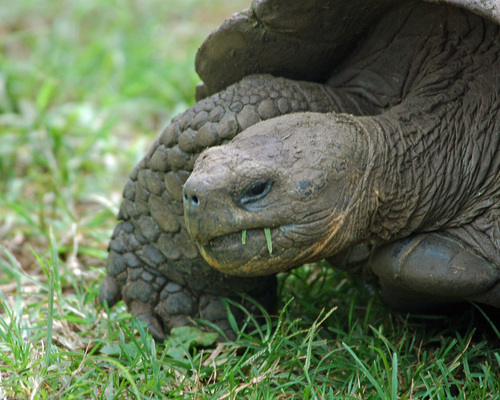 Galapagos Tortoise