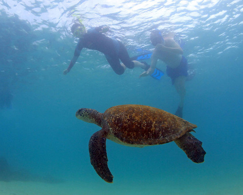 Galapagos Snorkel Turtle