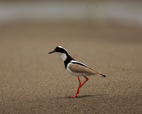 Bird in the Amazon