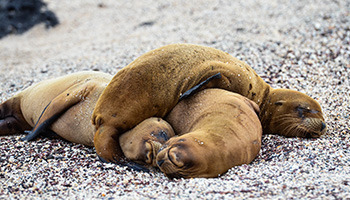 Sea lions cuddling