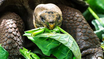 Galapagos Land Tour