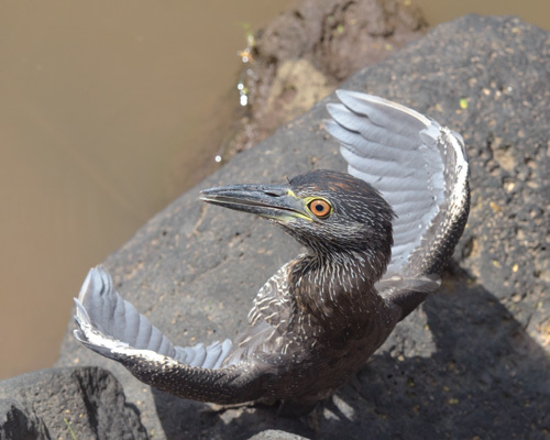 Juvenile Night Heron in the Galapagos