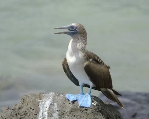 Blue-footed booby in the Galapagos