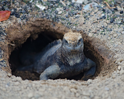 Marine Iguana in a Nest on Isabela Island