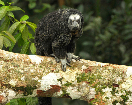 Monkey in the Amazon