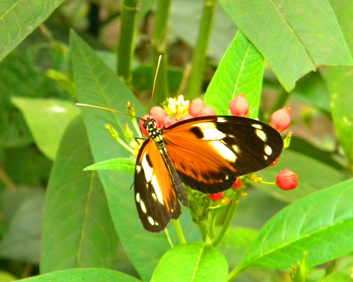 Mindo Butterfly Farm