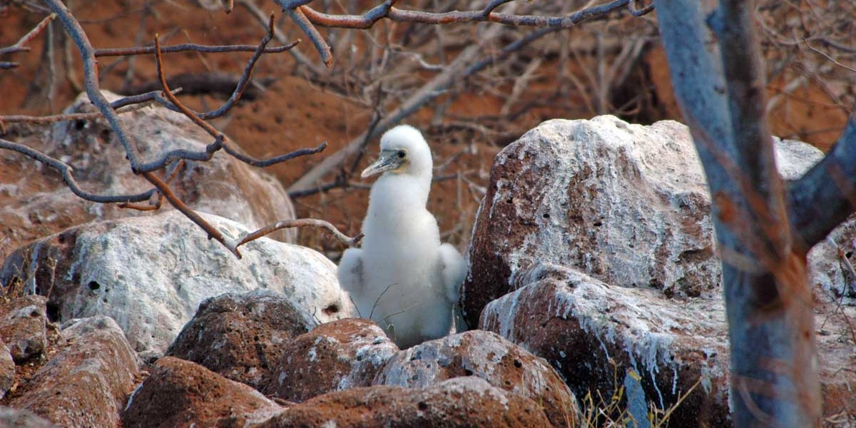 Blue-footed booby chic - north seymour - galapagos land-based tour - auatainable adventour tour
